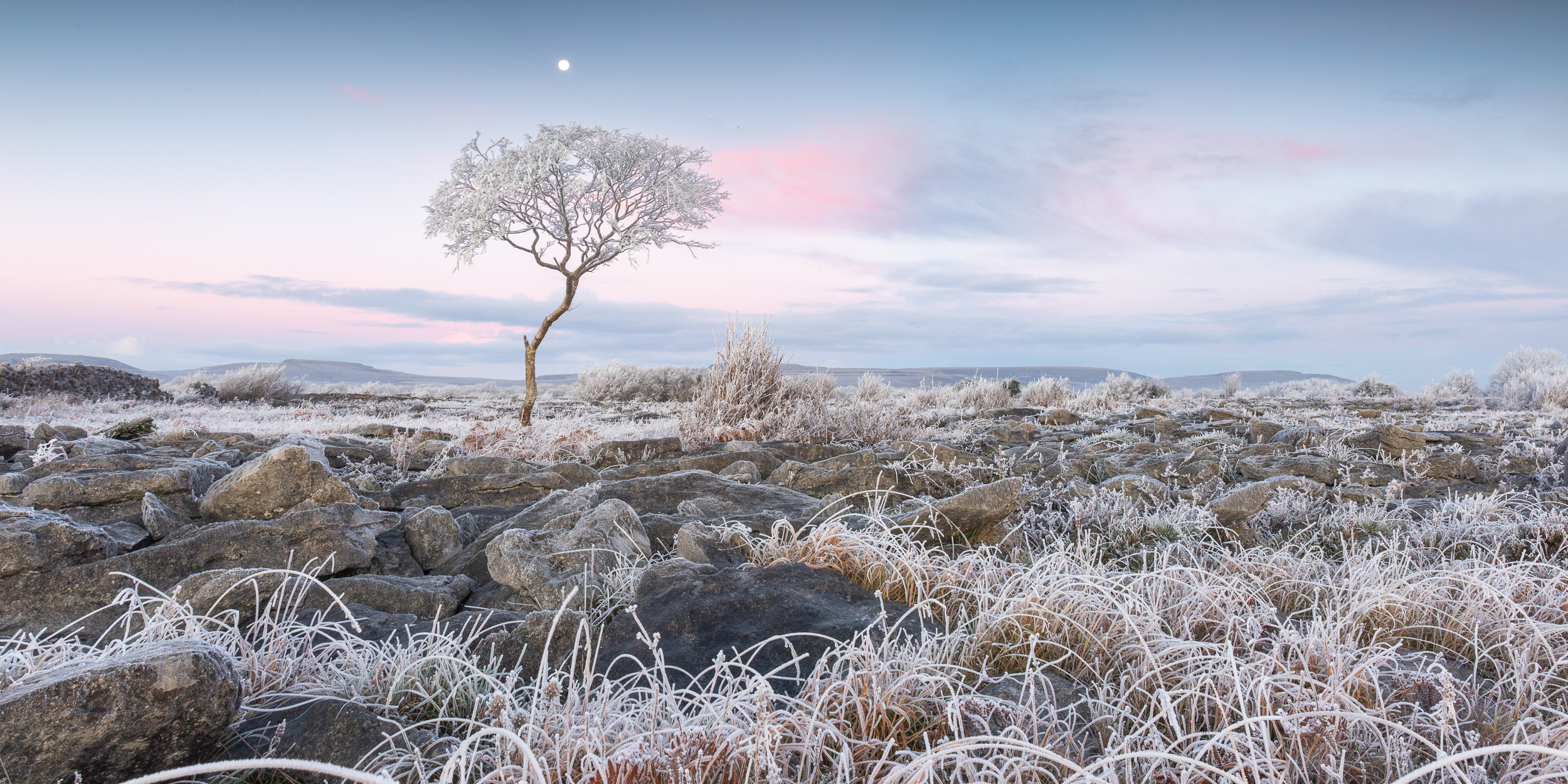 A frost-covered lone tree beneath a pale pink dawn sky in the Burren lowlands, County Clare.